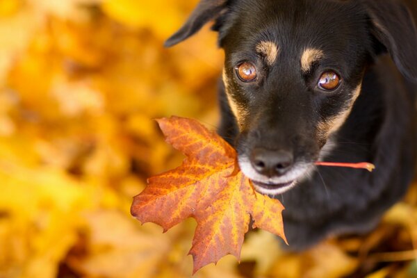 El perro Mira con una mirada triste y sostiene una hoja