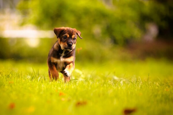 Chiot ludique mignon sur l herbe verte