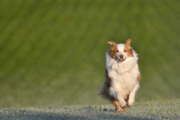 The dog is waiting for the team on the field