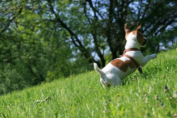 Jack Russell Terrier runs through the green grass