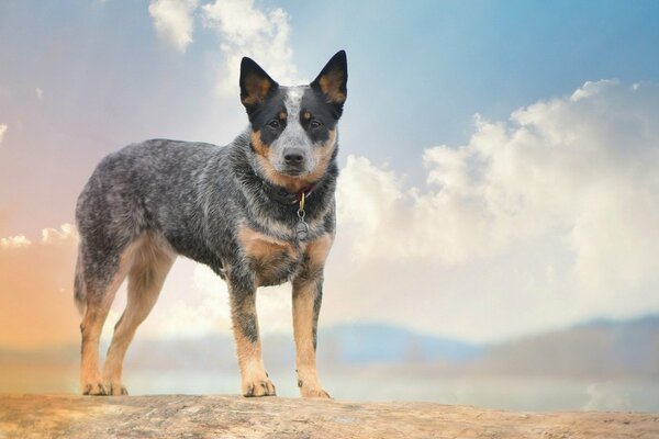 Australischer Schäferhund mit einem freundlichen Blick