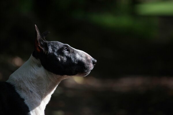 Photo of a black and white bull terrier in profile