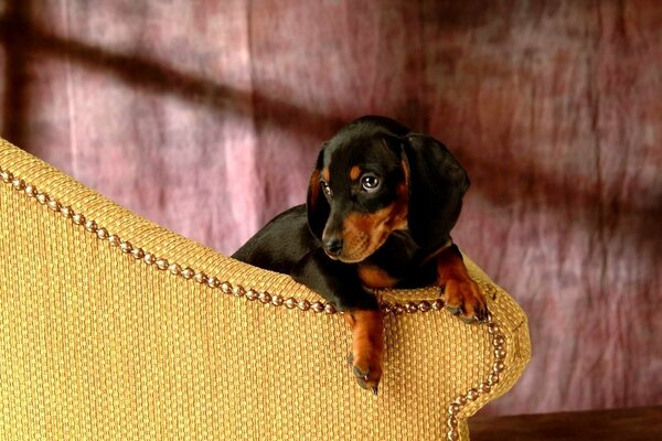 Dachshund se acurruca contra el respaldo de la silla