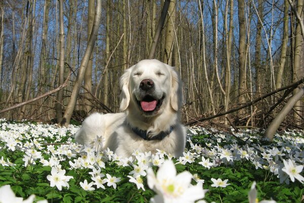 Fleurs de printemps et gros chien