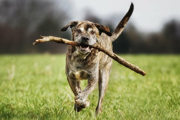 Mastiff Italien, court avec un bâton