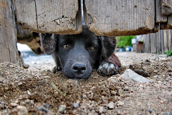 Sad black dog in the village