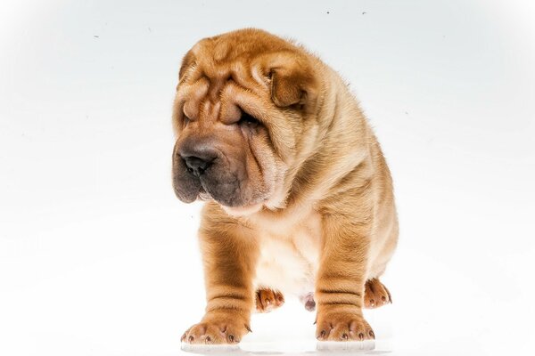 Chiot gros plan de Shar Pei