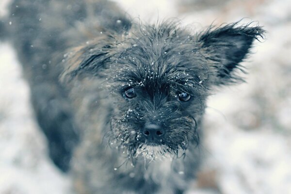 The dog froze in the snow a pitying look