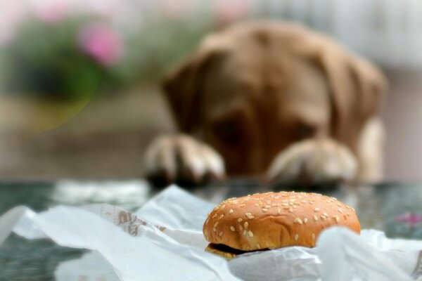 Perro pide comida bollo