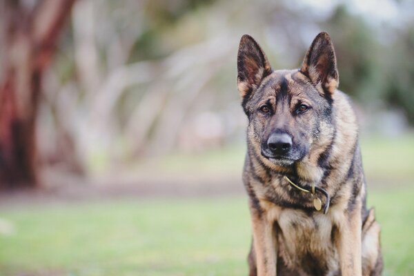 What an angry look at the aggressive mood of the dog