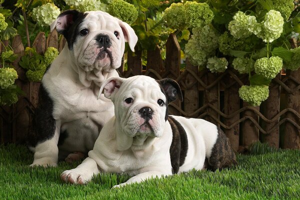 Cuccioli di bulldog inglese sull erba