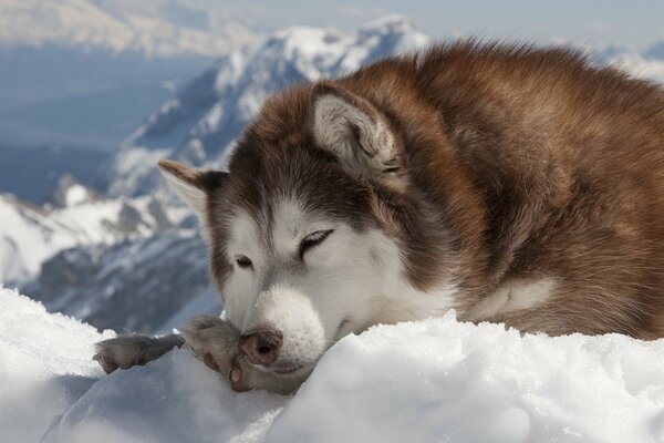 Perro Husky en la nieve. Perro en invierno