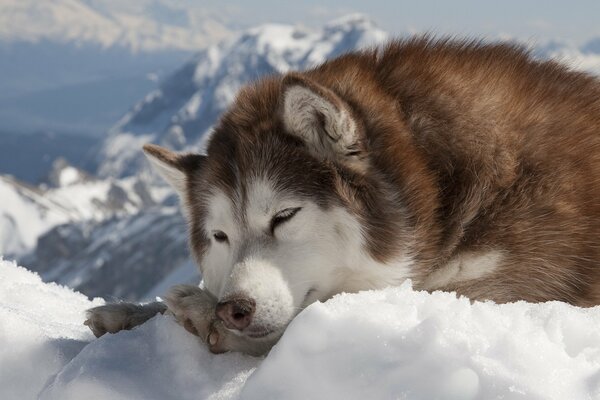Собака породы хаски в снегу. Собака зимой