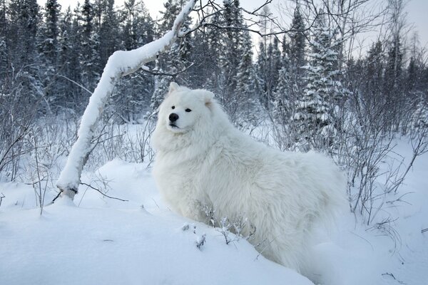 Biały pies Samoyed na tle białego śniegu