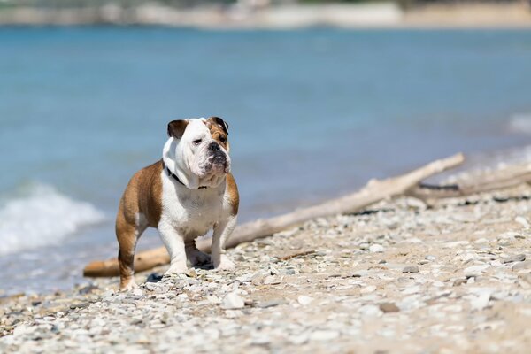 Vista del bulldog inglese sulla riva del fiume