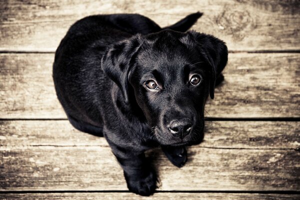 The black puppy stares faithfully into the eyes