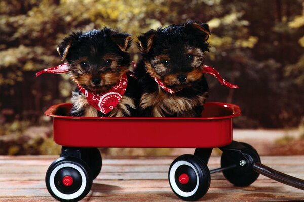 Los cachorros se sientan en un carrito con pañuelos