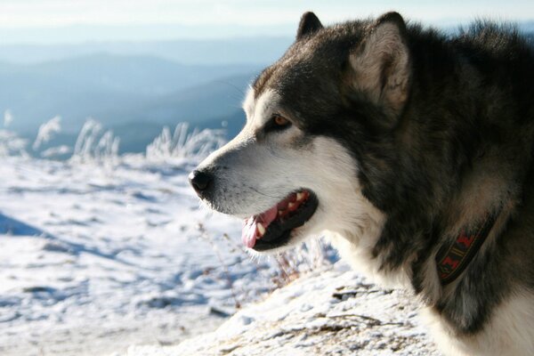 Im Schnee steht ein Husky im Halsband