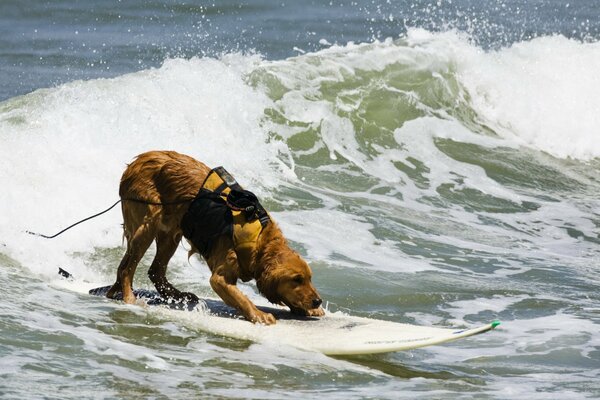 The dog on the board catches a wave