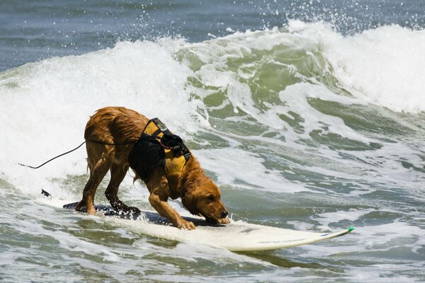 Perro en el tablero atrapa una ola