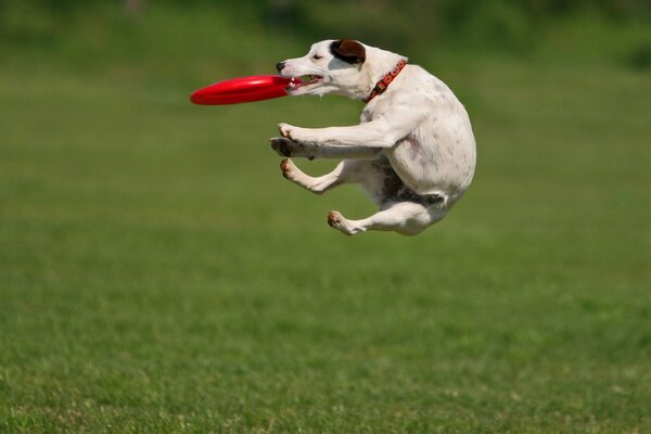 Perro saltando en el aire en la hierba verde