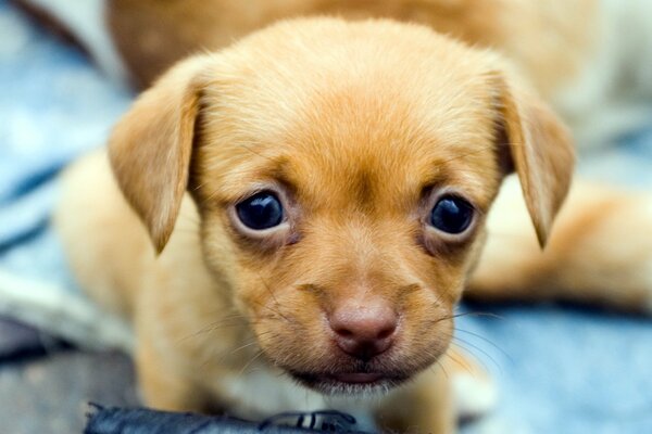 Petit chiot regarde avec tristesse