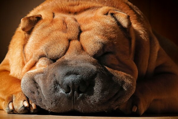 El perro Shar Pei duerme profundamente