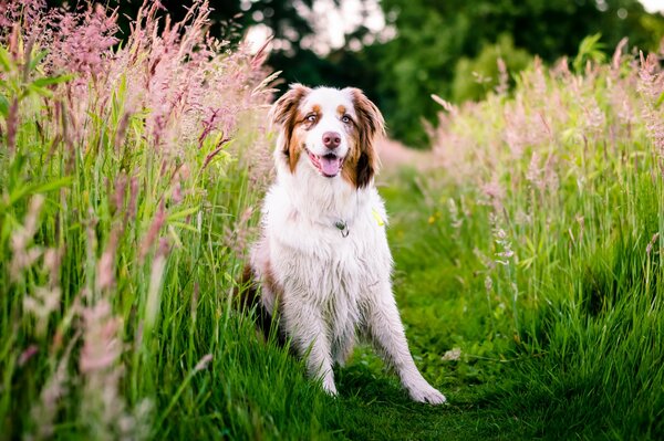 A gorgeous dog in a gorgeous Australian meadow