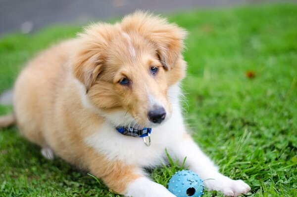 Shetland Shepherd dog playing with a ball