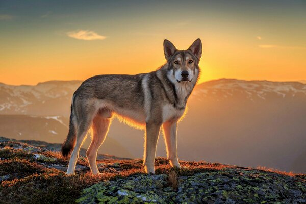 Hund auf dem Gipfel des Berges bei Sonnenuntergang Hintergrund