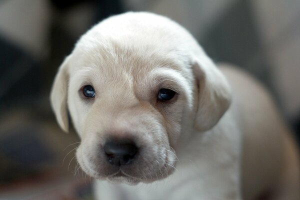 Pequeño cachorro blanco