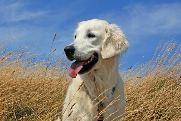 Profilo del cane nel campo di grano