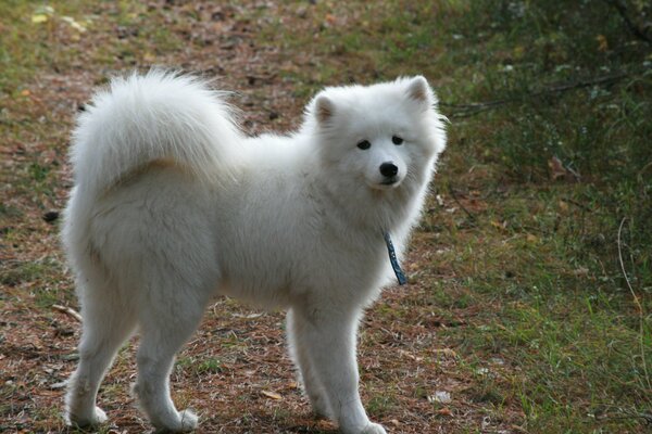 Pelusa blanca en un paseo