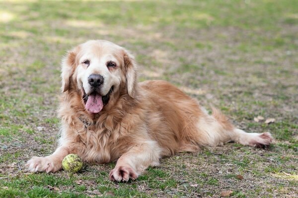 Retriever ist der beste Freund des Menschen