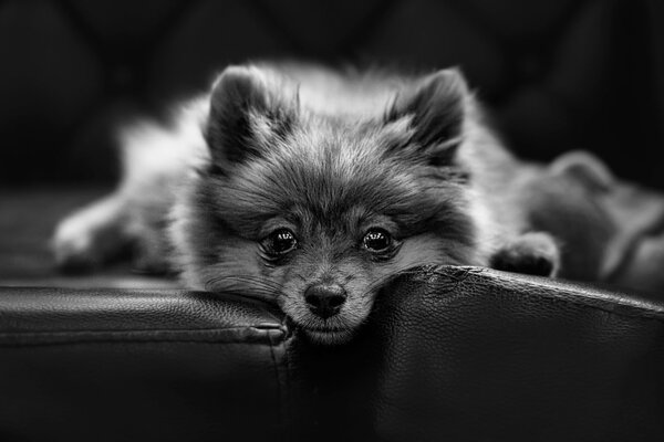 Spitz regarde les yeux de chiot dans la caméra