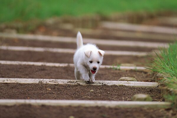 El cachorro ha recorrido un largo camino