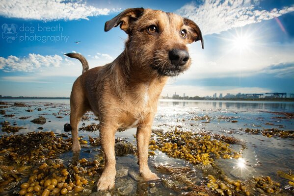 Perro amistoso en la orilla del lago