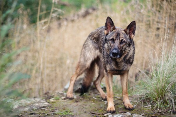 The dog in the field is watching warily