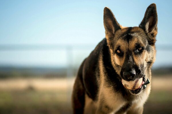 Dog with a ball in his teeth in nature