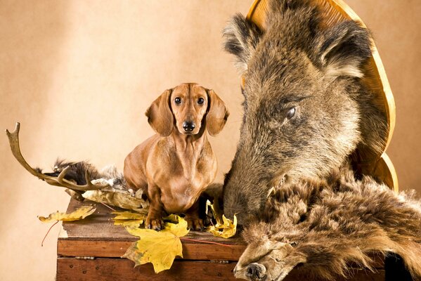 Un lindo Dachshund pelirrojo se sienta junto a una cabeza de jabalí, cuernos de ciervo, pieles y hojas de otoño en un cofre de madera