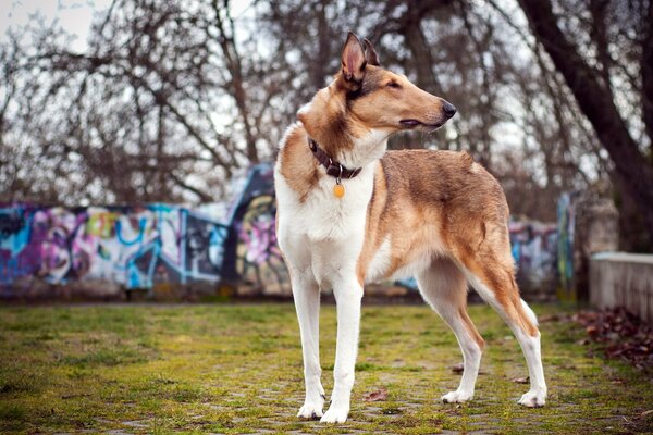 Großer Hund, der in die Ferne schaut