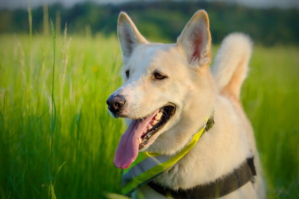 A dog on a summer field green meadow