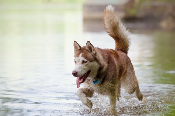 A big dog runs through the water