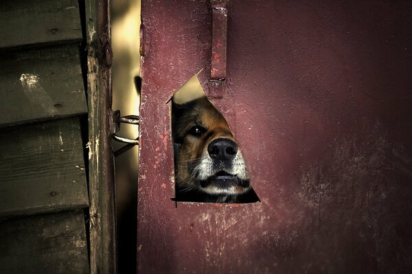 The dog looks out through the door