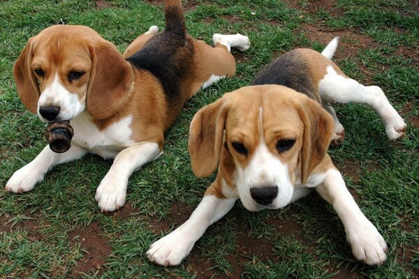 Cuccioli di razza Beagle