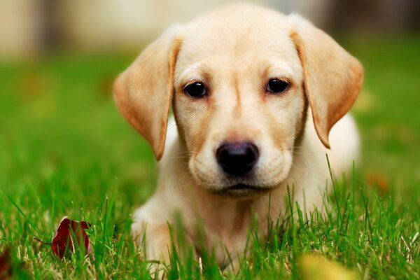 A red-haired puppy in the green grass