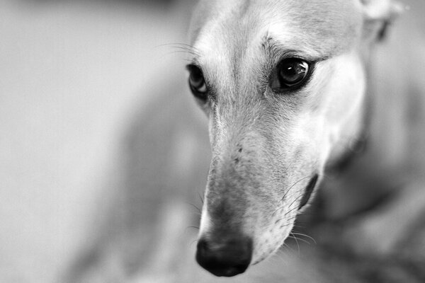 El hocico de un perro con ojos grandes