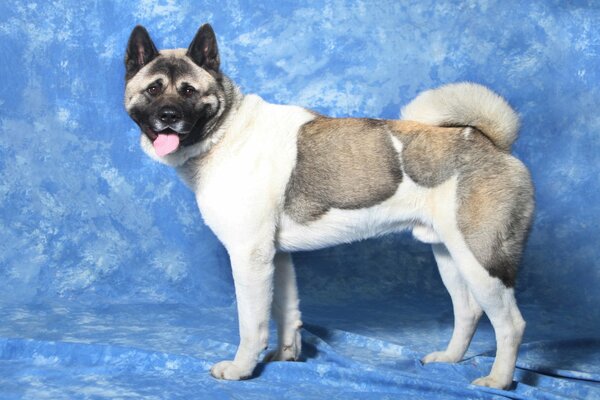 Chien puissant combattant sur fond bleu