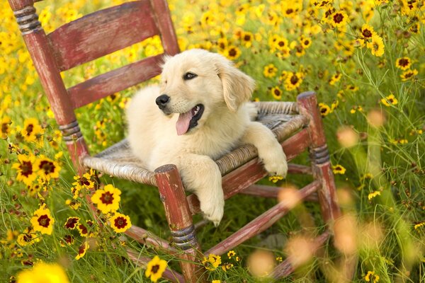 On a flower field, a dog on a chair