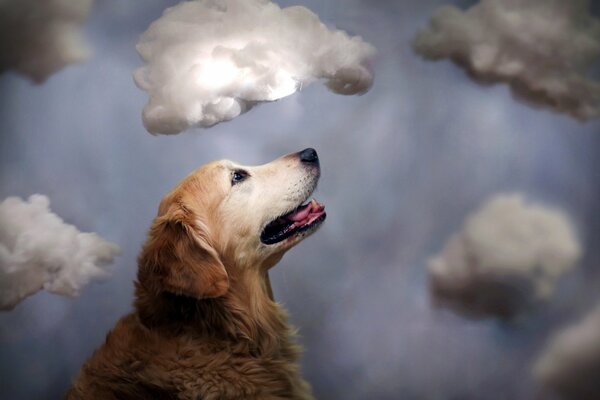 Hund sitzt auf einem Hintergrund von Wolken